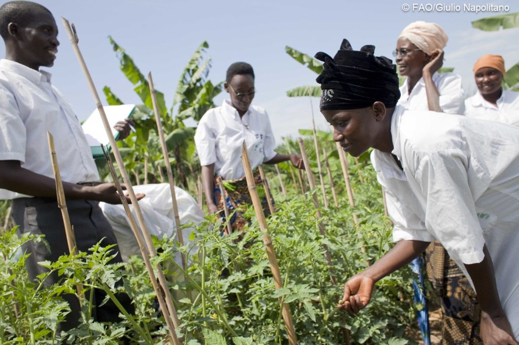 Farmer Field School in Africa - Photo Credit: FAO/Giulio Napolitano