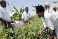 Case study: Using Dgroups for stakeholder engagement and participation in the FAO Farmer Field School